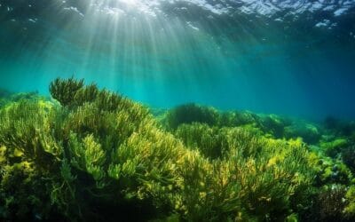 Turning the Tide: How Ocean Biosphere Restoration is Healing Our Blue Planet