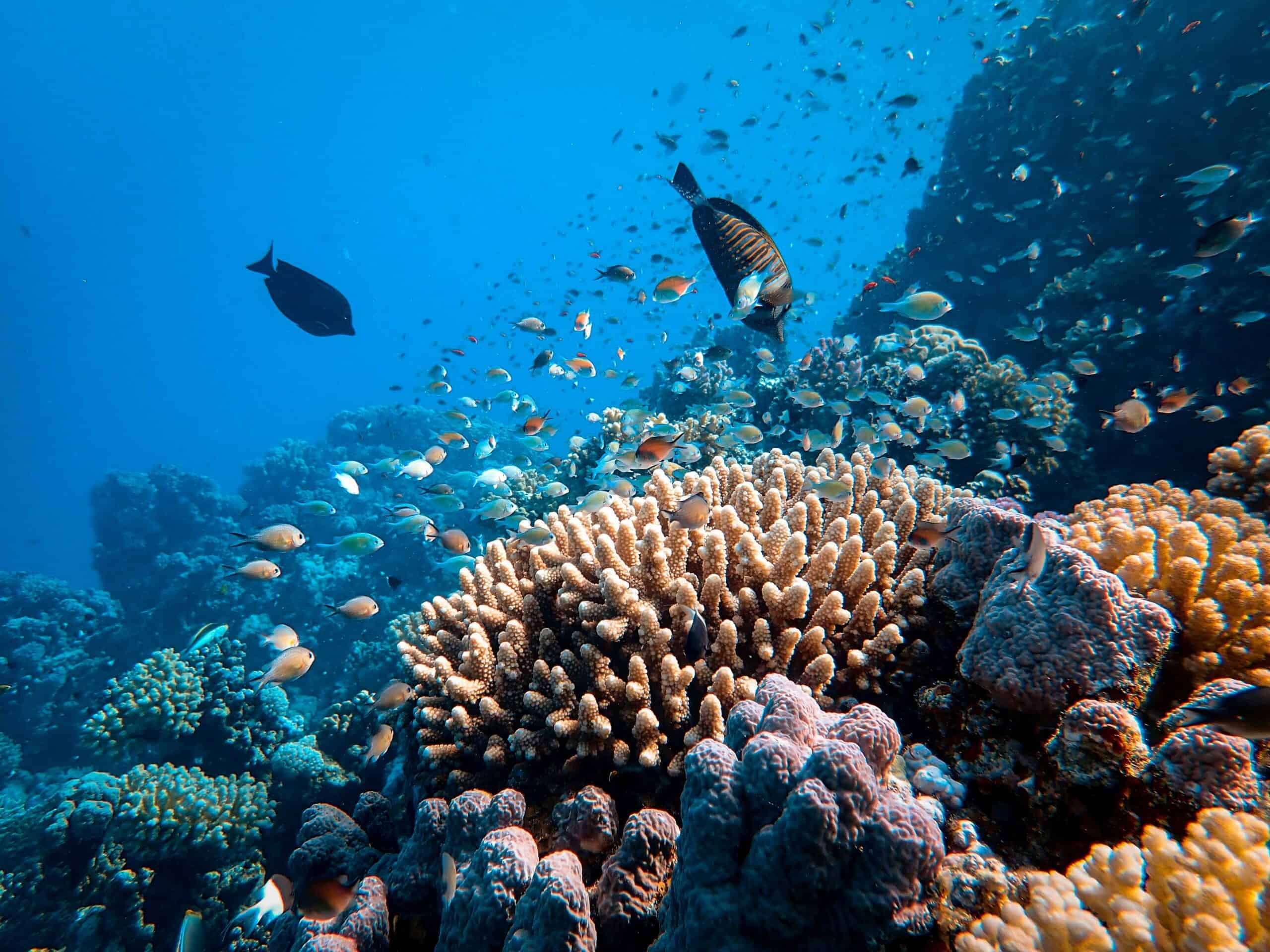 Vibrant coral reef teeming with colourful fish in a clear blue ocean, illustrating marine biodiversity and underwater ecosystems.
