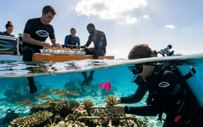 Your Leadership in Climate Action: Where You Fit and What to Decide This Quarter